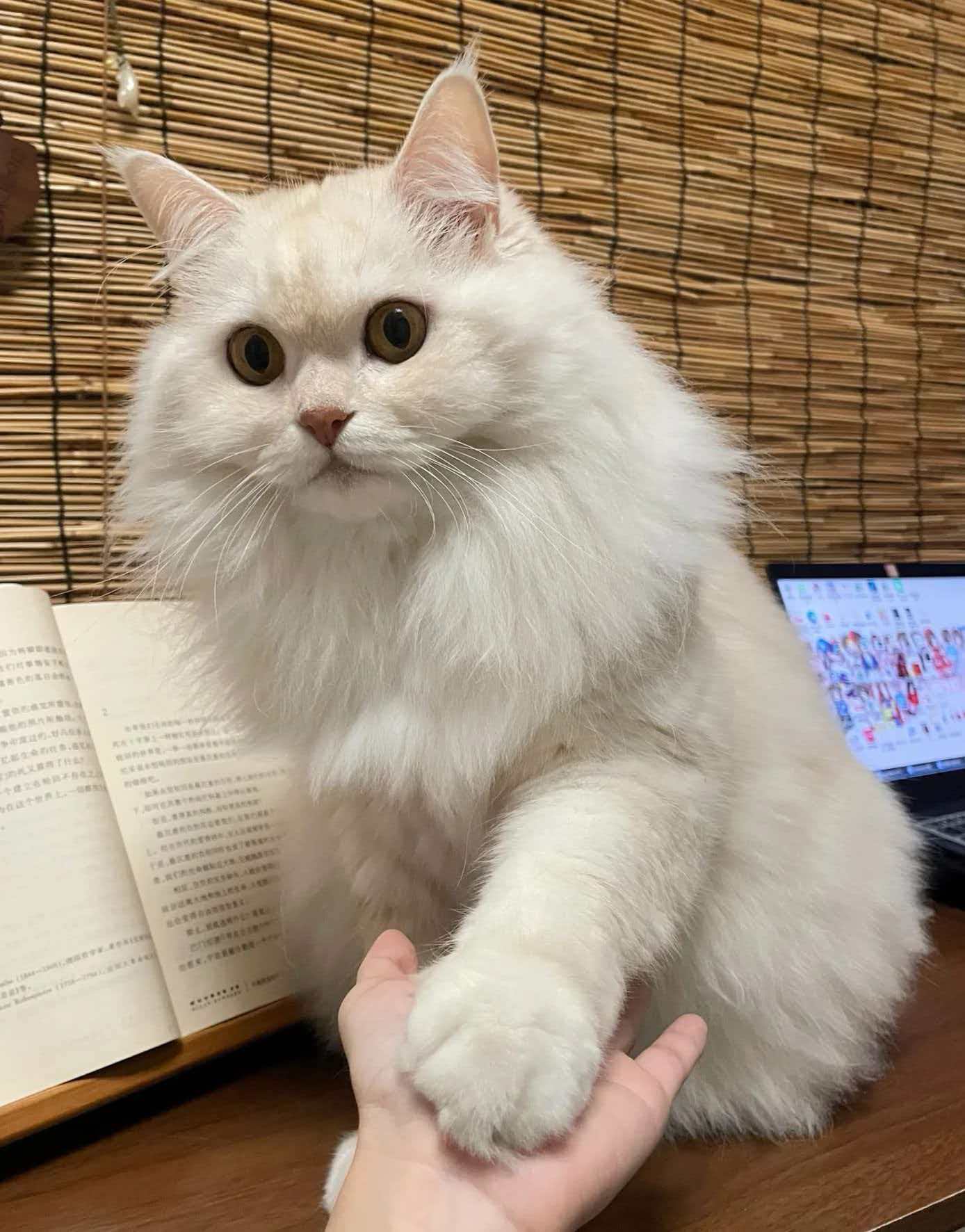 Pet photo for cloisonné keepsake