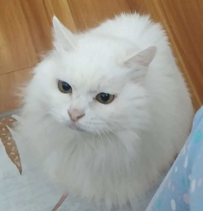 Pet photo for custom ring