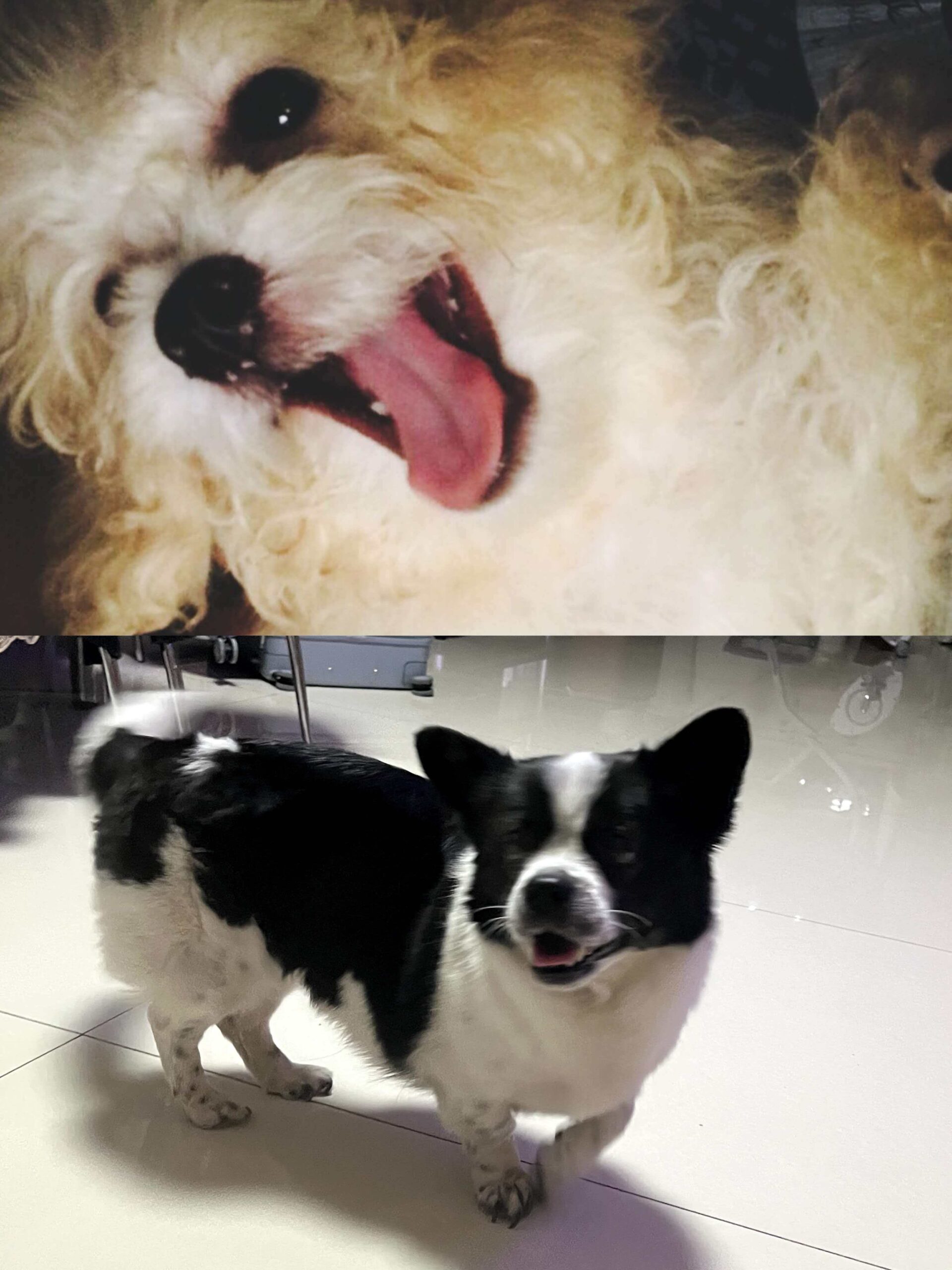 DearlyPaw founder story and custom pet memorial keepsakes