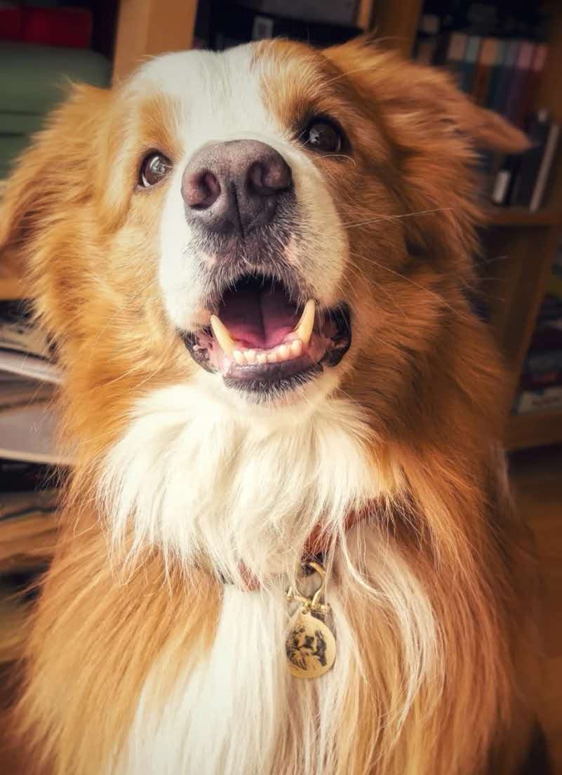 Custom brass dog portrait tag